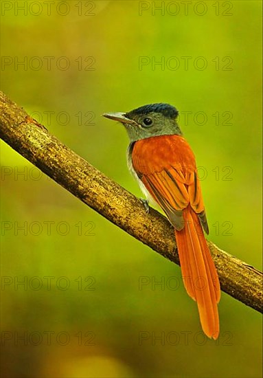 Asian Paradise-flycatcher