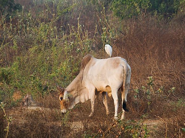 Domestic cattle egret