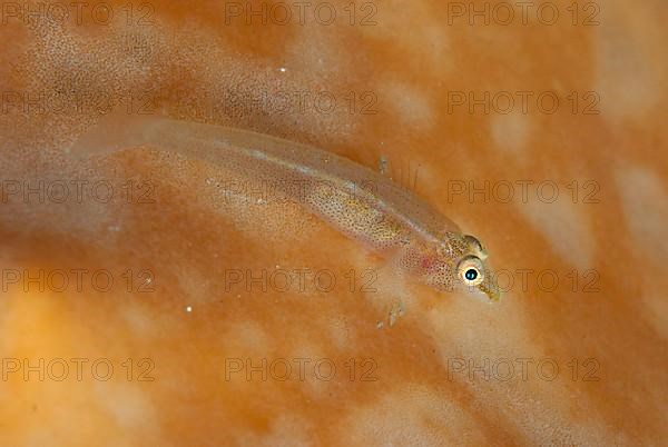Staghorn ghost goby