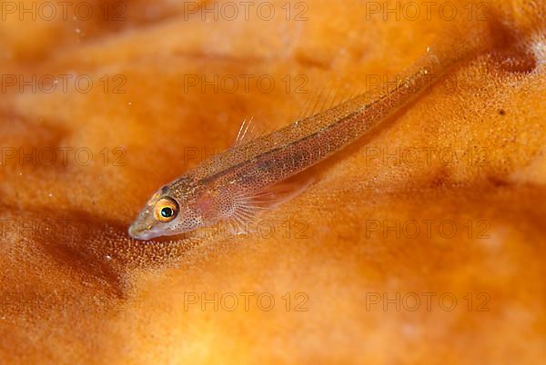 Staghorn ghost goby