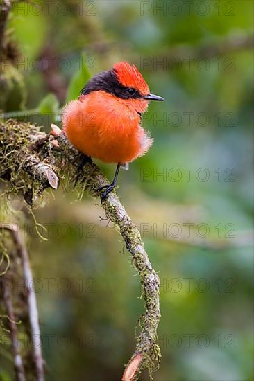 Vermilion Flycatcher