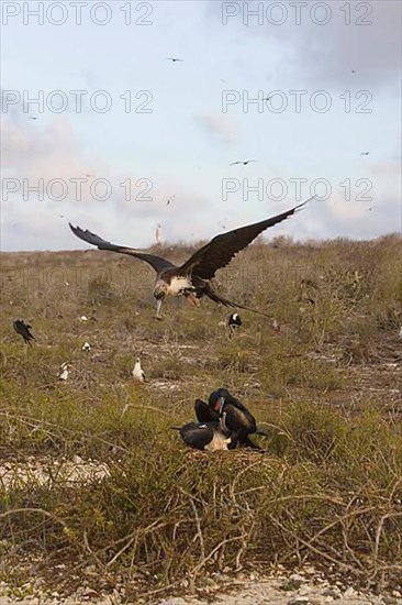 Great Frigatebird