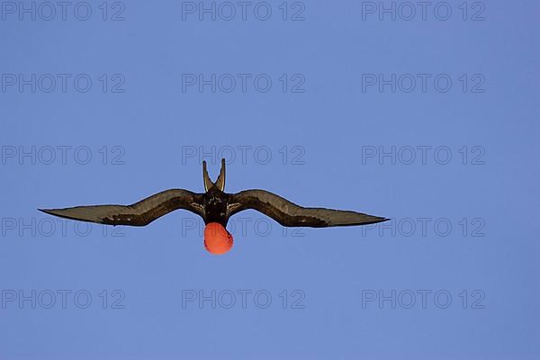 Great Frigatebird