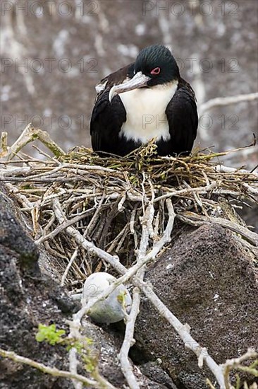 Great Frigatebird