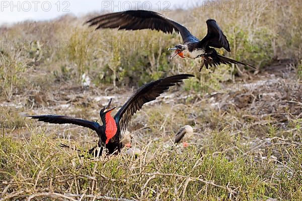 Great Frigatebird