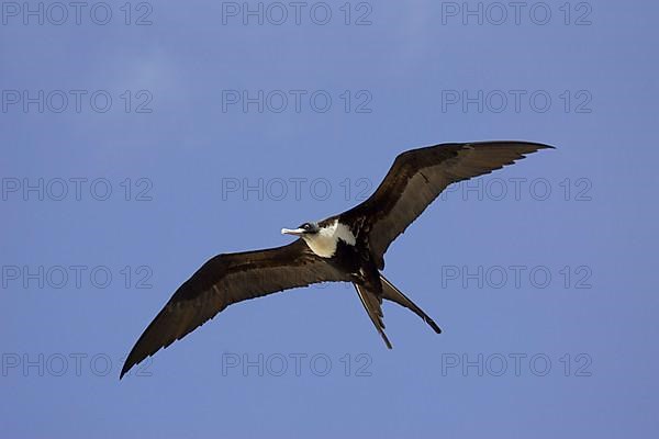 Great Frigatebird