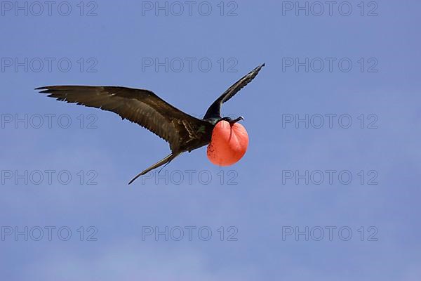 Great Frigatebird