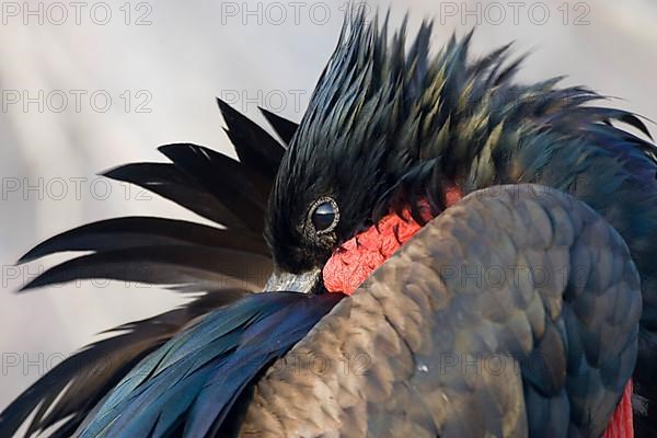 Great Frigatebird