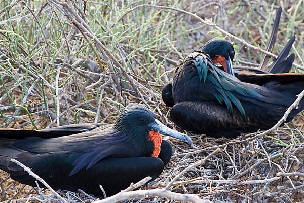 Magnificent Frigatebird