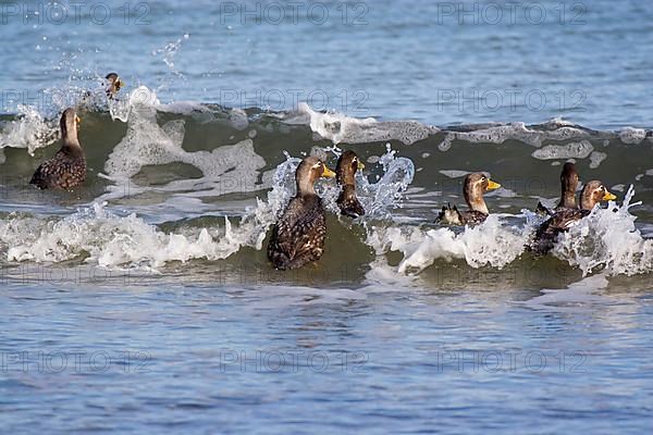 Falkland steamer duck