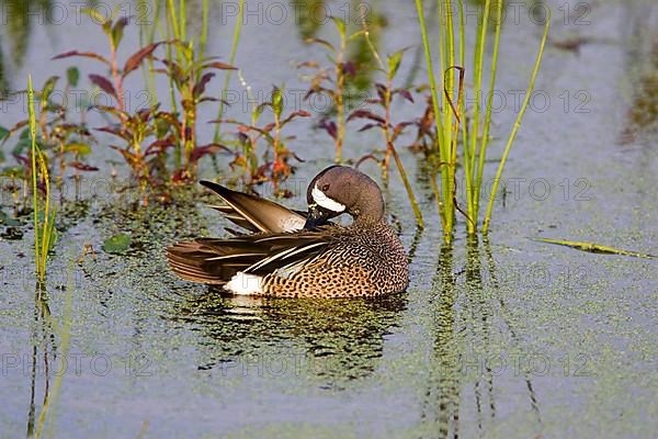 Blue winged teal