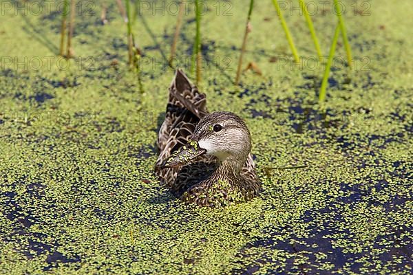 Blue winged teal