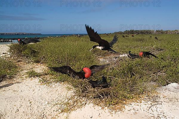 Banded Frigatebird