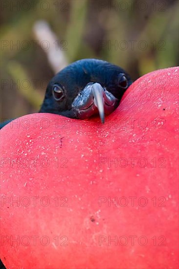 Banded Frigatebird