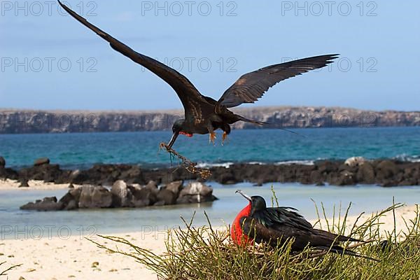 Banded Frigatebird