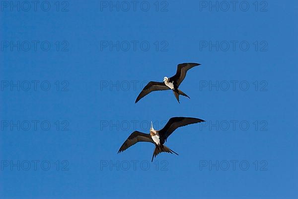 Banded Frigatebird