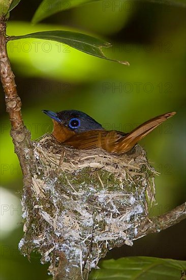 Madagascar Paradise Flycatcher