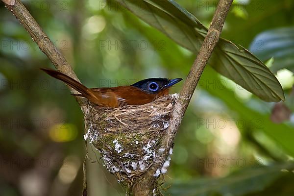 Madagascar Paradise Flycatcher