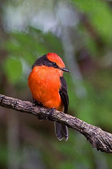 Ruby Flycatcher