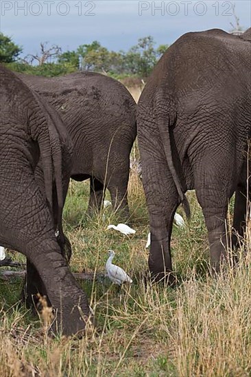 Cattle egrets hunt for insects that disturb this group of African elephants