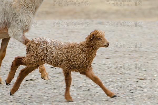 Racka sheep