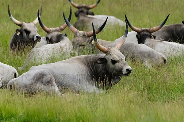 Hungarian Steppe Cattle