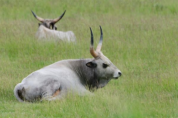 Hungarian Steppe Cattle