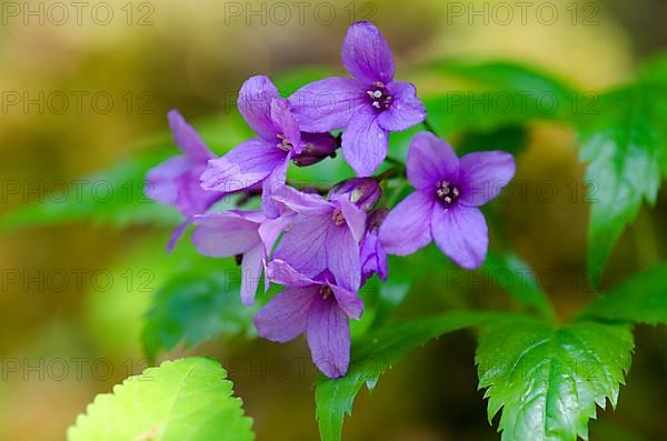 Fingerleaf Toothwort