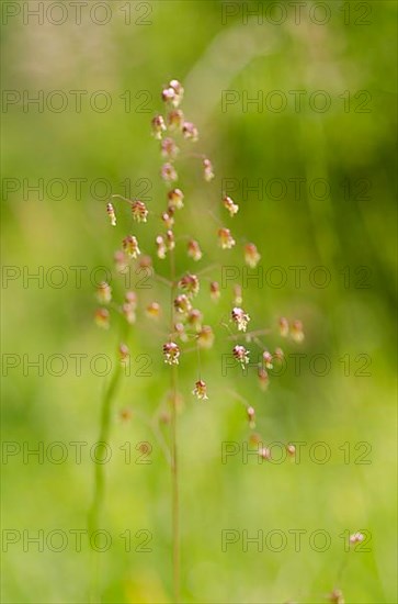 Mean quaking grass