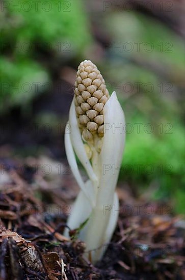 Bird's Nest Root