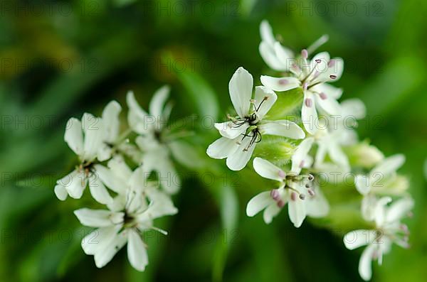 Yellow soapwort