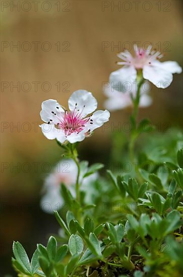 Dolomite cinquefoil