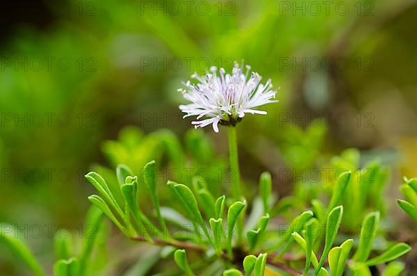 Creeping globeflower