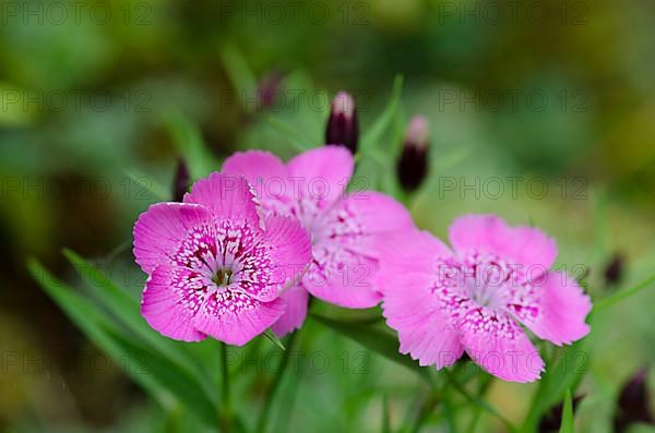 Transylvanian Carnation