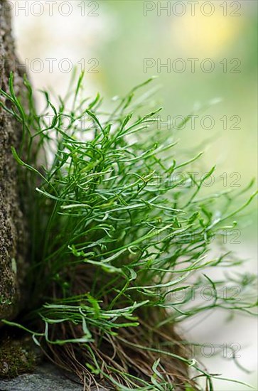 Nordic striped fern