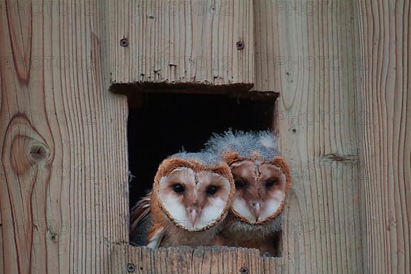 Barn owls