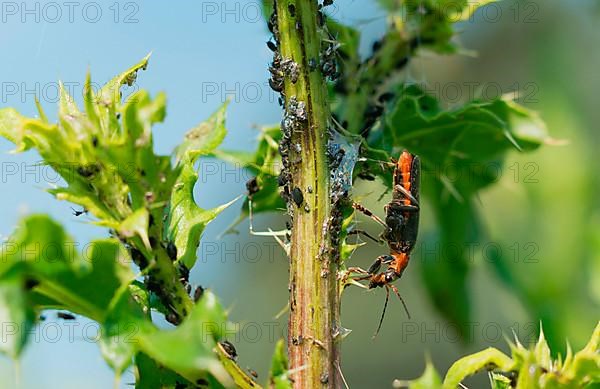 Common soft bodied beetle and blue lice