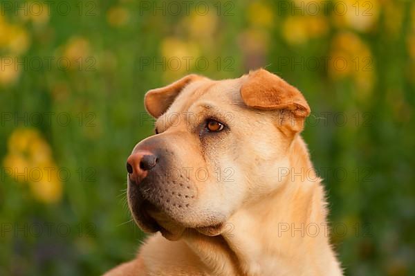 Chinese Shar-Pei