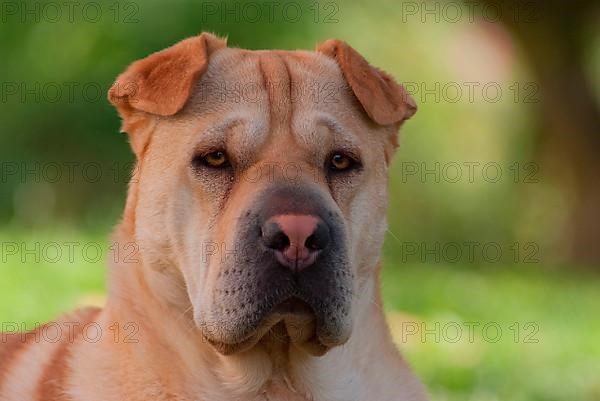 Chinese Shar-Pei