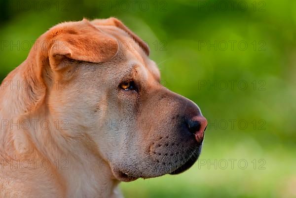 Chinese Shar-Pei