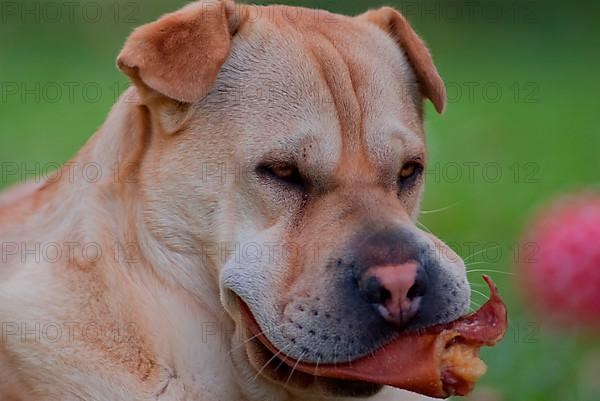 Shar-Pei