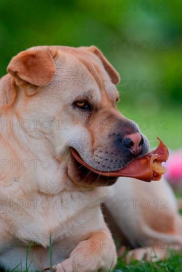 Shar-Pei