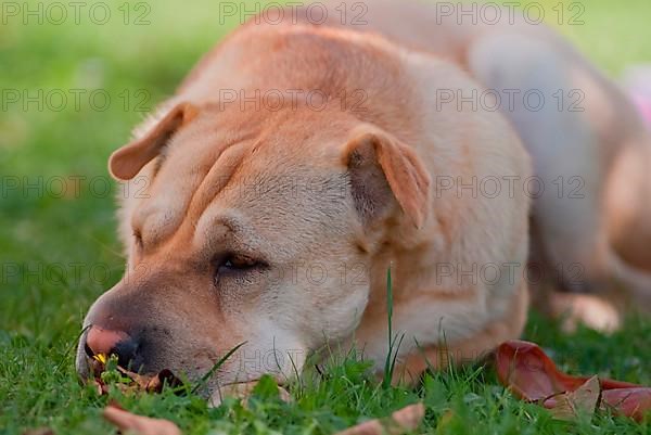 Chinese Shar-Pei