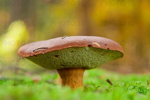 Chestnut boletus