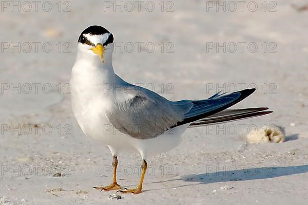 Least Tern