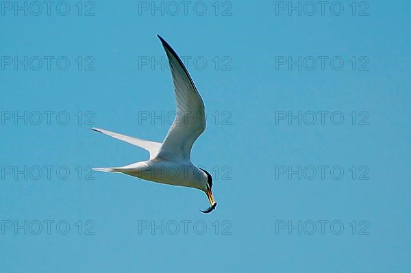 Least Tern