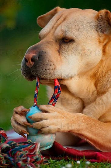 Chinese Shar-Pei