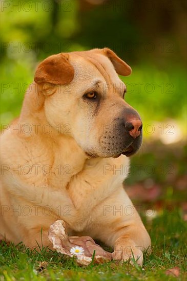 Chinese Shar-Pei