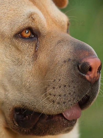 Chinese Shar-Pei