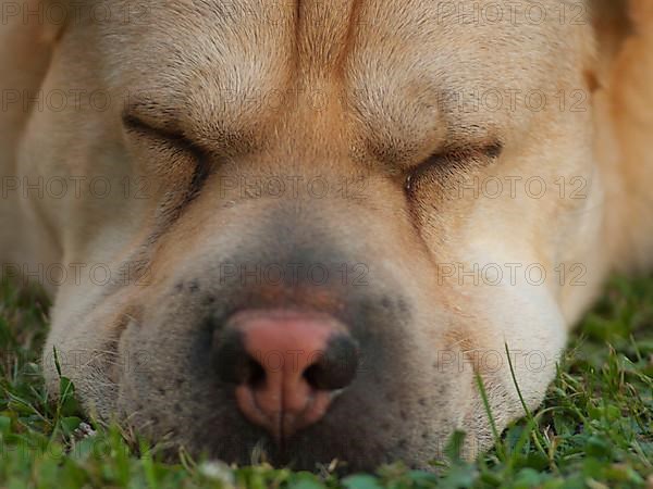 Chinese Shar-Pei